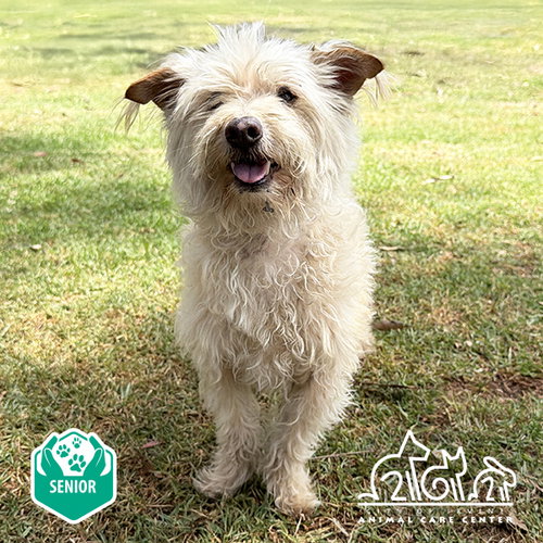 MILO, an adoptable Skye Terrier in Irvine, CA