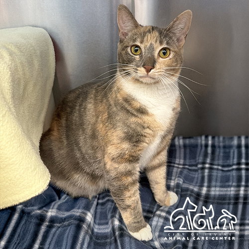JOURNEY, Young Domestic Short Hair (medium coat), cat for adoption in Alhambra, California