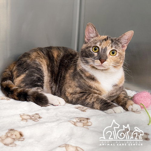 JOURNEY, Young Domestic Short Hair (medium coat), cat for adoption in Paramount, California