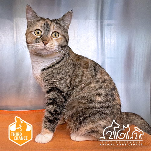 KRIS, Adult Domestic Short Hair (medium coat), cat for adoption in Alhambra, California