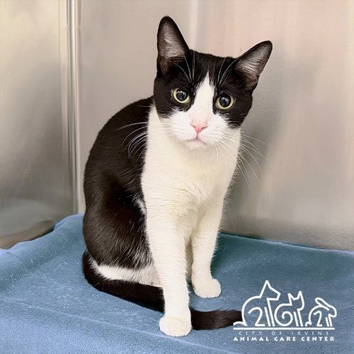 TUX, Adult Domestic Short Hair (medium coat), cat for adoption in Alhambra, California