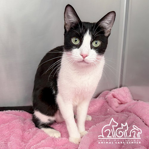 TUX, an adoptable Domestic Short Hair in Irvine, CA