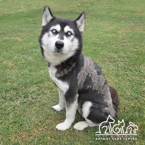 CELESTE, an adoptable Siberian Husky in Irvine, CA