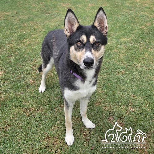 ESTRELLA, an adoptable Siberian Husky in Irvine, CA