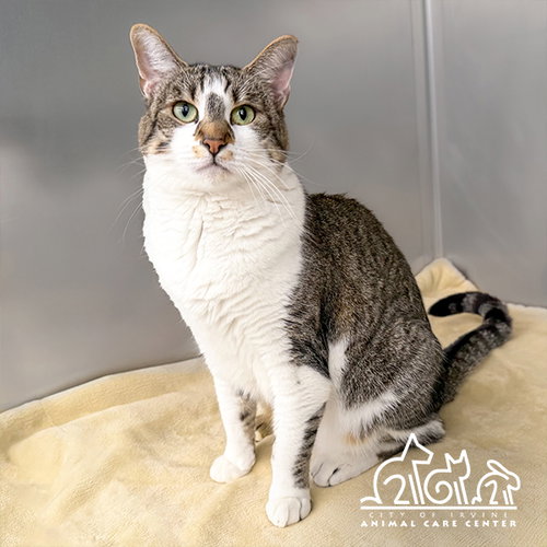 DOTTY, an adoptable Domestic Short Hair in Irvine, CA