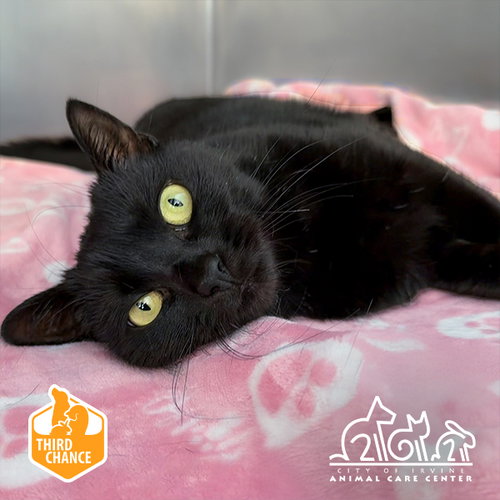 JACKIE, an adoptable Domestic Short Hair in Irvine, CA