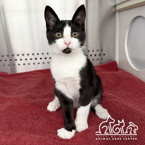 PANDA, an adoptable Domestic Short Hair in Irvine, CA