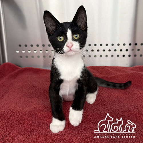 CHECKER, an adoptable Domestic Short Hair in Irvine, CA