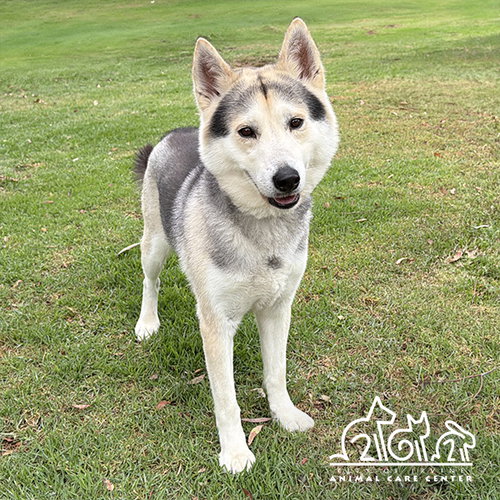 KAIKO, an adoptable Siberian Husky in Irvine, CA