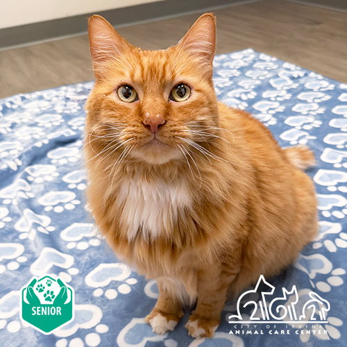 ZANDER, an adoptable Domestic Medium Hair in Irvine, CA