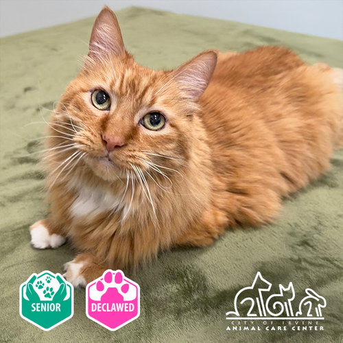 ZANDER, Senior Domestic Medium Hair (medium coat), cat for adoption in Cypress, California