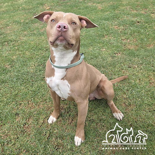 HENRY, an adoptable Pit Bull Terrier in Irvine, CA