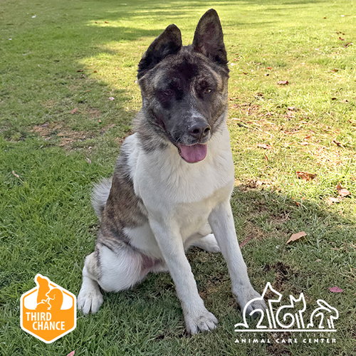 PROVOLONE, an adoptable Akita in Irvine, CA
