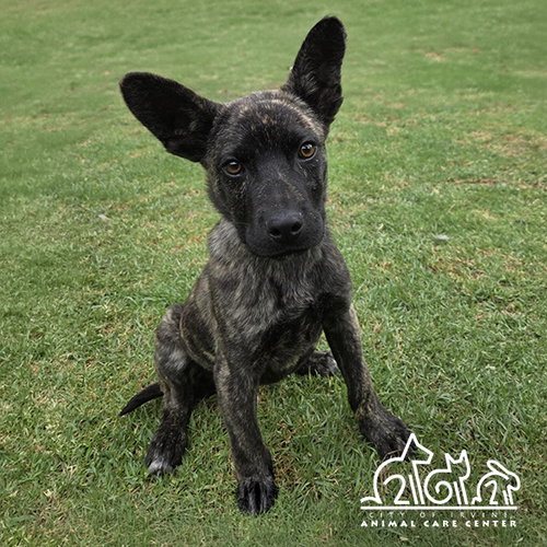 TIGER, an adoptable Dutch Shepherd in Irvine, CA