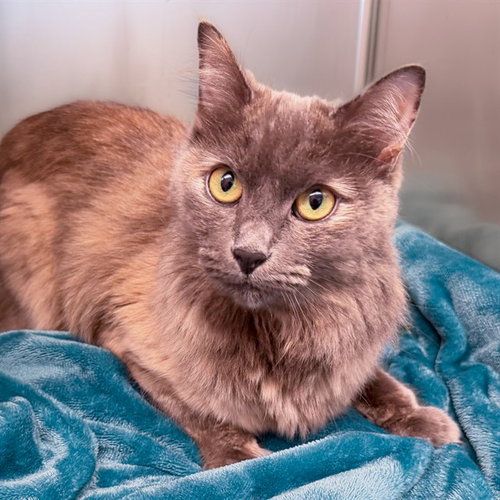 AUTUMN, an adoptable Domestic Medium Hair in Irvine, CA