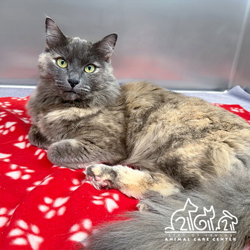 AUTUMN, Adult Domestic Medium Hair (medium coat), cat for adoption in Paramount, California