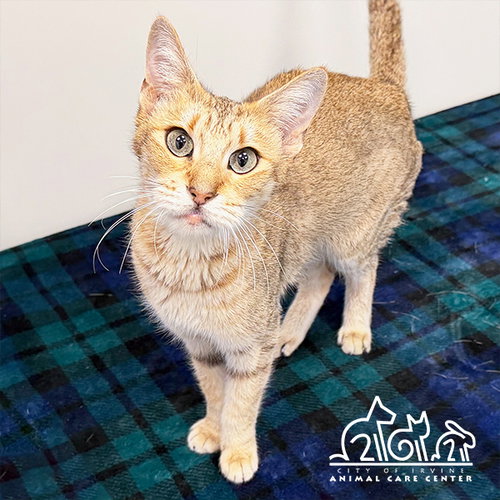 TANGO, an adoptable Domestic Short Hair in Irvine, CA