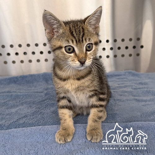 ROOT, Baby Domestic Short Hair (medium coat), cat for adoption in Paramount, California