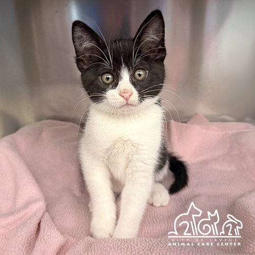 VENUS, Baby Domestic Short Hair (medium coat), cat for adoption in Paramount, California
