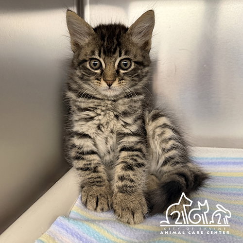 MERCURY, Baby Domestic Short Hair (medium coat), cat for adoption in Paramount, California
