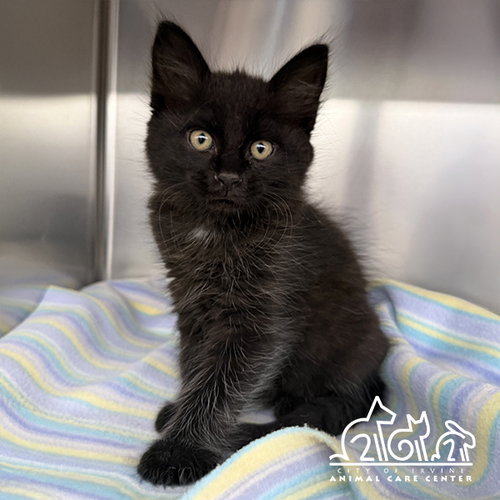 LUNA, Baby Domestic Short Hair (medium coat), cat for adoption in Paramount, California