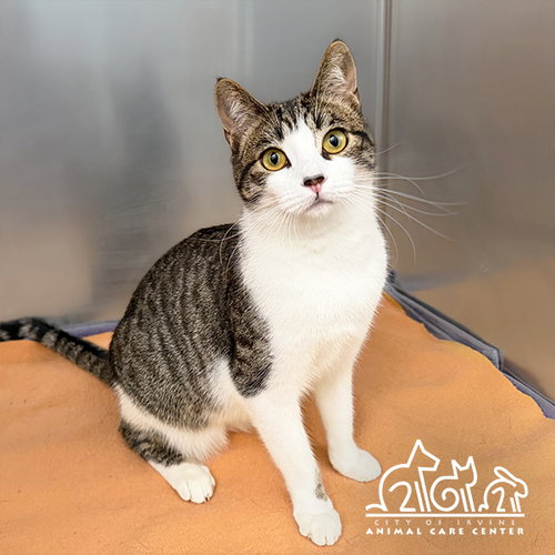MIMI, Young Domestic Short Hair (medium coat), cat for adoption in Paramount, California