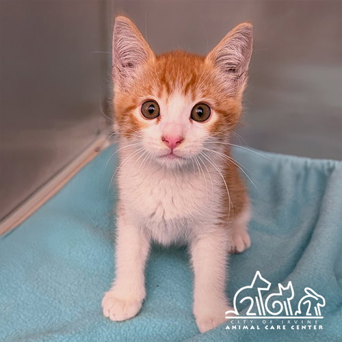 RUSTY, Baby Domestic Short Hair (medium coat), cat for adoption in Paramount, California