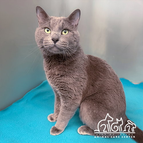 ROWAN, Adult Domestic Short Hair (medium coat), cat for adoption in Paramount, California