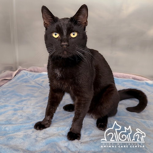 LUCIEN, Young Domestic Short Hair (medium coat), cat for adoption in Diamond Bar, California