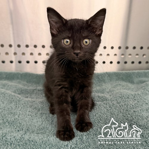 JUPITER, Baby Domestic Short Hair (medium coat), cat for adoption in Diamond Bar, California