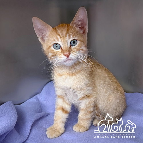 CARL, Baby Domestic Short Hair (medium coat), cat for adoption in Torrance, California