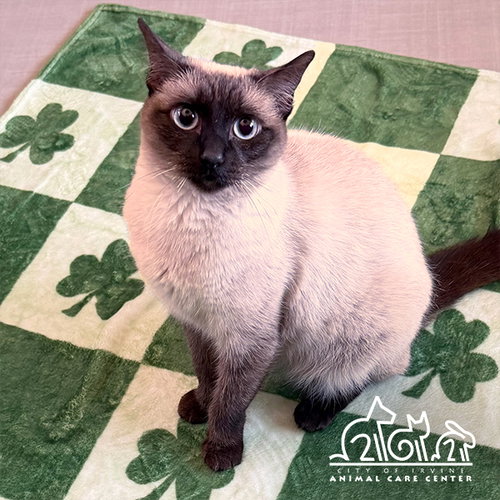 BECKY, an adoptable Siamese in Irvine, CA