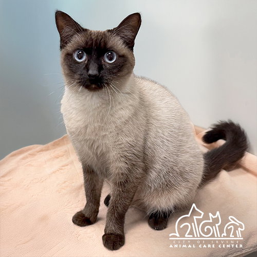 picture of the cat needing adoption