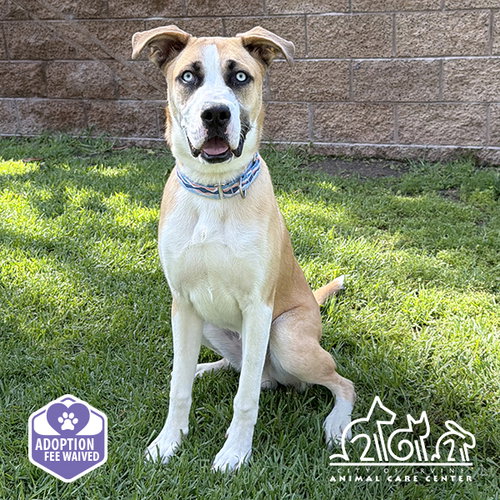 picture of the dog needing adoption
