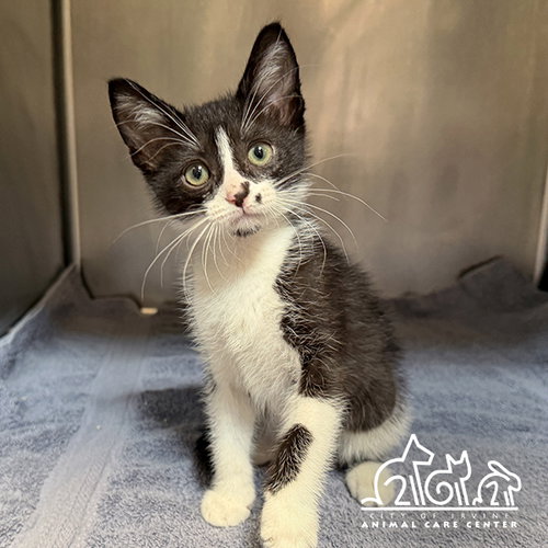 EMMET, Baby Domestic Short Hair (medium coat), cat for adoption in Carlsbad, California