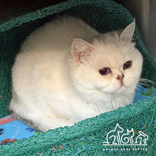 MIU MIU, Adult British Shorthair (medium coat), cat for adoption in La Puente, California