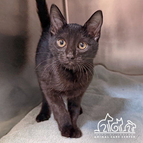 MIMI, Baby Domestic Short Hair (medium coat), cat for adoption in Oceanside, California