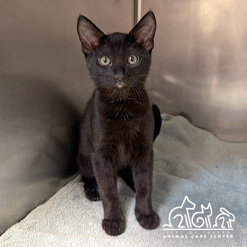 DREW, Baby Domestic Short Hair (medium coat), cat for adoption in Oceanside, California