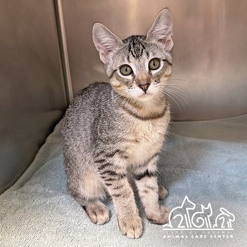 PEPPER, Baby Domestic Short Hair (medium coat), cat for adoption in Oceanside, California