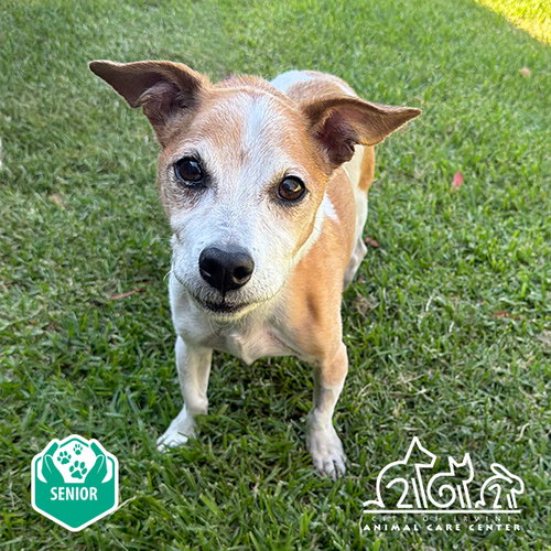 CHAZZ, an adoptable Jack Russell Terrier in Irvine, CA