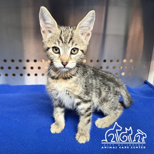 ROBBI, an adoptable Domestic Short Hair in Irvine, CA