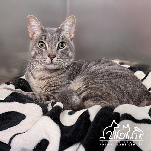 GIBS, an adoptable Domestic Short Hair in Irvine, CA