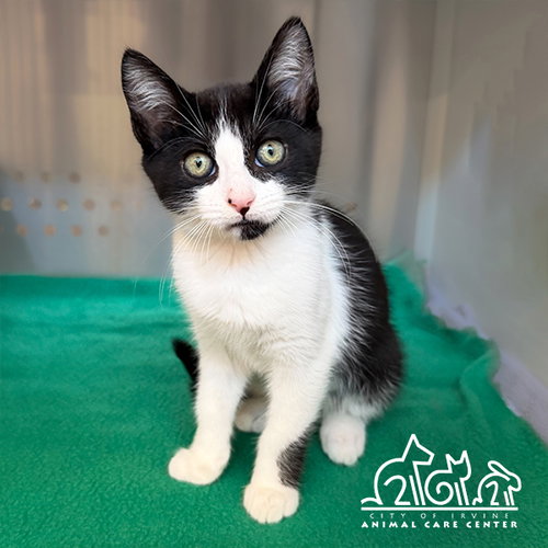 TILLS, an adoptable Domestic Short Hair in Irvine, CA