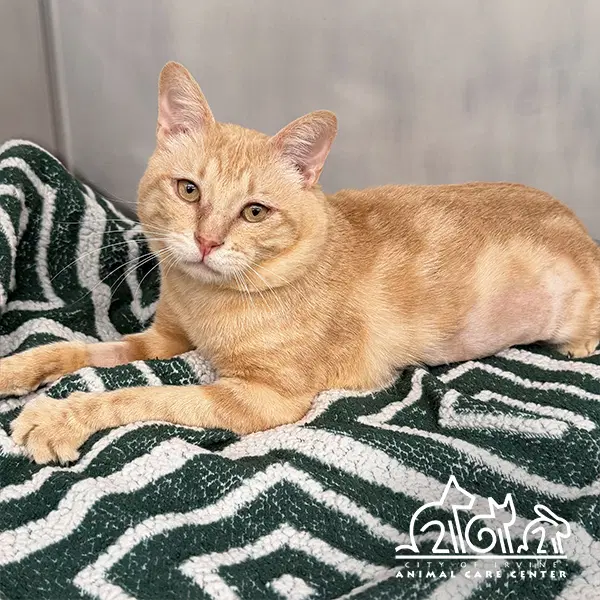 Apricot - Domestic Short Hair