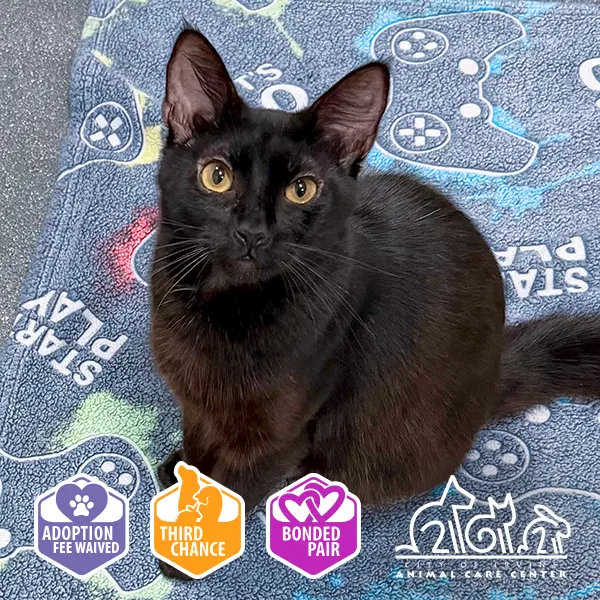 Dorothy - Domestic Short Hair