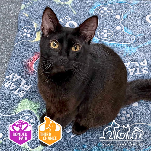 picture of the cat needing adoption