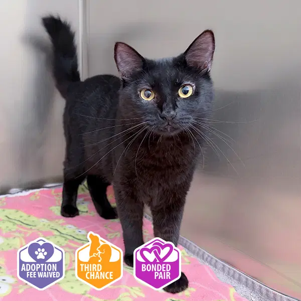 Dorothy - Domestic Short Hair
