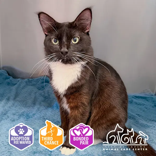 Sam - Domestic Short Hair