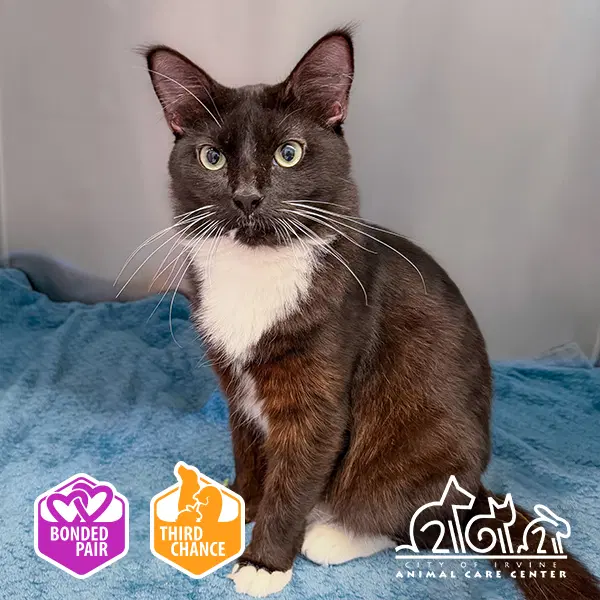 Sam - Domestic Short Hair