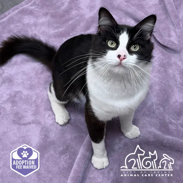 Puma - Domestic Short Hair